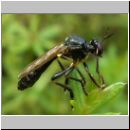 Dioctria cothurnata - Raubfliege 01.jpg